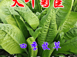 菊苣草种子几月种植(菊苣草种子几月种植长什么样子)