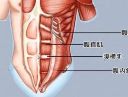 腹斜肌人鱼线