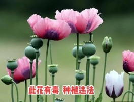 鸦片花种多少棵算犯法(种鸦片花犯法吗)