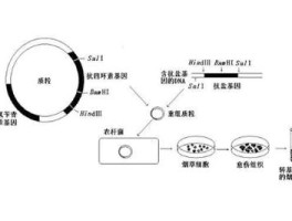 重组DNA的六个步骤