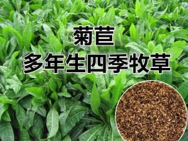 菊苣草种植技术和方法(菊苣草种植技术和方法图解)