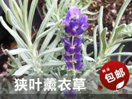 狭叶薰衣草种植方法(狭叶薰衣草种植方法图解)