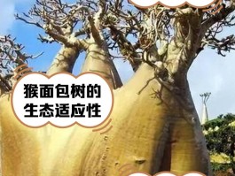 猴面包树中国可以种植吗