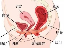 结缔组织是什么部位(结缔组织是什么部位图片)