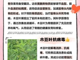 木豆叶的功效与作用