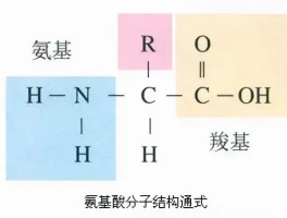 氨基酸是什么颜色