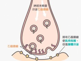 肉毒杆菌的作用与危害(注射肉毒杆菌的作用与危害)