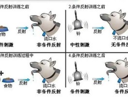 巴甫洛夫经典条件反射