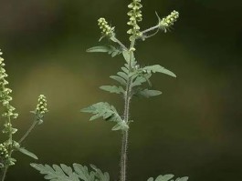 三裂叶豚草可以喂牛吗(三裂叶豚草能喂牲口吗?)