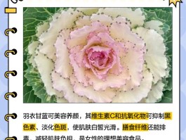 羽衣甘蓝粉有什么作用与功效