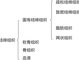 结缔组织包括哪四类(结缔组织包括哪四类组织)