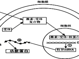 类固醇激素的作用机制(类固醇激素的作用机制称为)