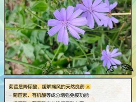 菊苣草的功效与作用图片(菊苣草的功效与作用图片及功效)