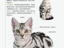 虎斑猫的优缺点(美短虎斑猫的优缺点)