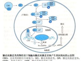 糖皮质激素受体属于什么受体