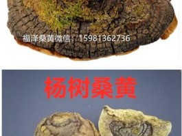 桑树桑黄的作用和功效及副作用(桑黄治肿瘤到底有没有效果呢)