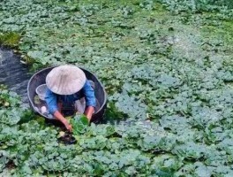 菱角怎么种植