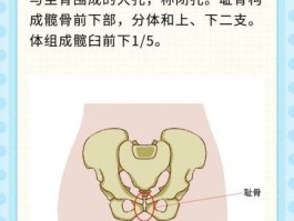 耻骨联合在哪个位置示意图