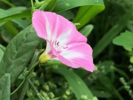 田旋花(田旋花的功效与作用)