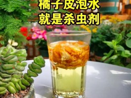 香蕉皮怎么做肥料养花肥料(香蕉皮怎么做肥料养花肥料兑水比例)