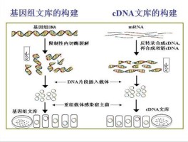 cDNA文库构建的基本步骤不包括(cdna文库构建的基本步骤不包括哪些)