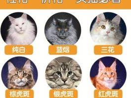 缅因猫怎么看品相(缅因猫怎么看品相烟灰色)