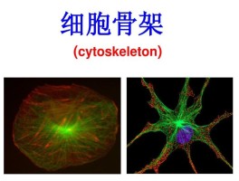 细胞骨架的本质是纤维素吗