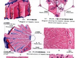 组织学2级什么意思(直肠癌组织学2级什么意思)