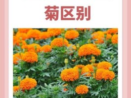 孔雀草和万寿菊区别(孔雀草和万寿菊区别图片对比)