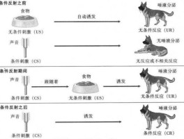 巴莆洛夫的经典条件反射(巴甫洛夫的经典条件反射的基本规律包括)