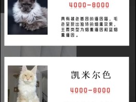 缅因猫多少钱一只(布偶猫多少钱一只)