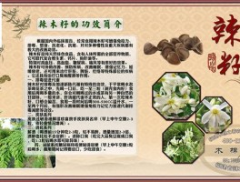 辣木籽的作用与功效