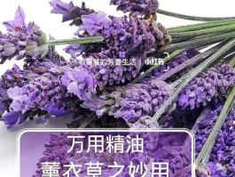 狭叶薰衣草精油功效与作用(狭叶薰衣草精油功效与作用是什么)