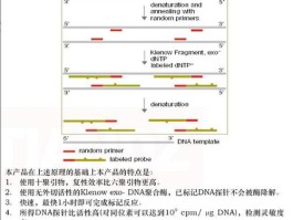 引物是从3到5还是5到3图解(引物是从3到5还是5到3图解视频)