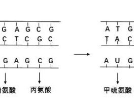 基因突变有哪几种类型(基因突变有哪几种类型高中)