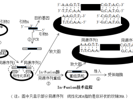 引物的作用高中生物(引物的作用高中生物课本原话)