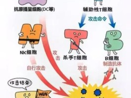 免疫系统(免疫系统紊乱会出现什么症状)