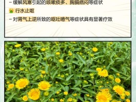 旋花的功效与作用图片(旋覆花功能主治)