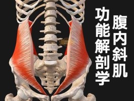 腹内斜肌人鱼线(腹内斜肌的走向)