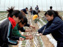 园艺技术专业主要学什么(园艺技术专业主要学什么,就业前景如何)