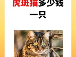 虎斑猫价格多少钱一只(美国短毛虎斑猫价格多少钱一只)