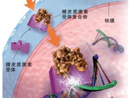 糖皮质激素受体是细胞表面受体吗(糖皮质激素受体是细胞表面受体吗为什么)