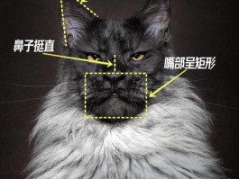 西伯利亚猫和缅因猫区别(西伯利亚猫和缅因猫区别图片)