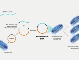 重组dna(重组dna技术的基本过程)