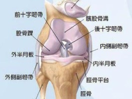 半月板痛点在哪个位置(半月板痛点在哪个位置图)