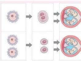 多胞胎是怎么受孕的(双胞胎是由谁决定的)