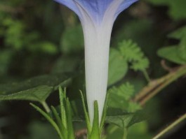 旋花和牵牛花的区别