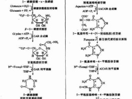 嘌呤核苷酸循环在生化书哪里(嘌呤核苷酸循环主要在哪些组织中进行)