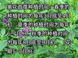 紫花苜蓿草(紫花苜蓿草怎么读)