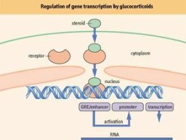 糖皮质激素受体位于细胞的什么部位